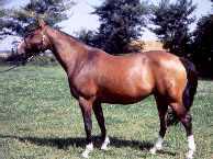 voici un cheval :